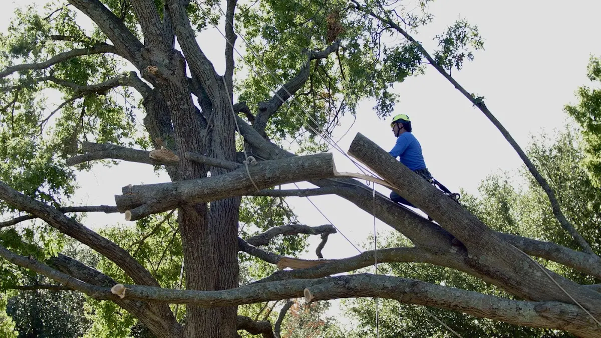 Professional Crown Thinning performed by certified arborists in Hobart