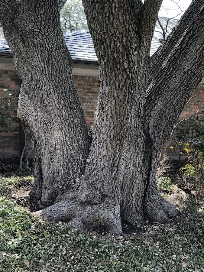 Mature heritage tree close to a Hobart property cared for by certified arborists